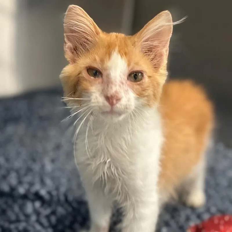 A baby small-sized male Orange / Red Domestic Short Hair cat named Beauty Supply for adoption in Austin, TX