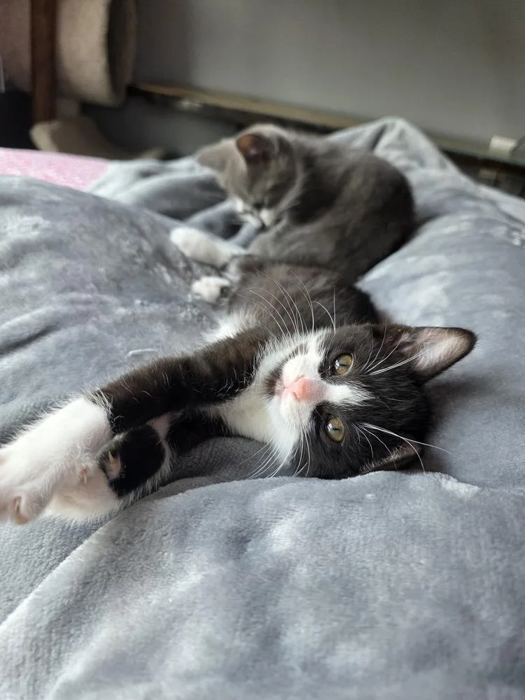 A baby medium-sized female Black & White / Tuxedo Domestic Short Hair cat named Carmen for adoption in Clinton Township, MI