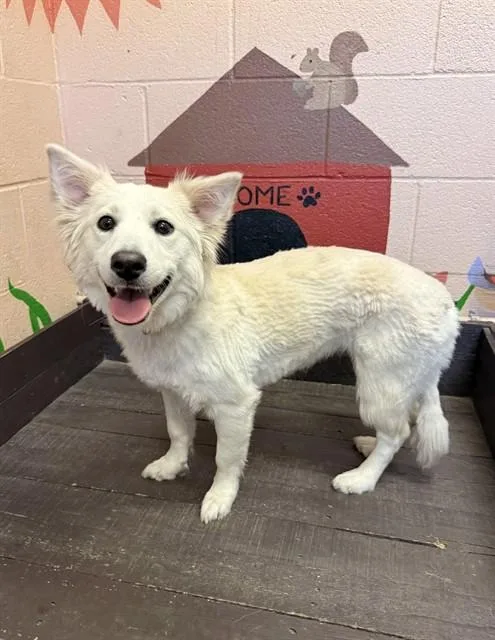 A young medium-sized female Husky dog named A for adoption in Castaic, CA