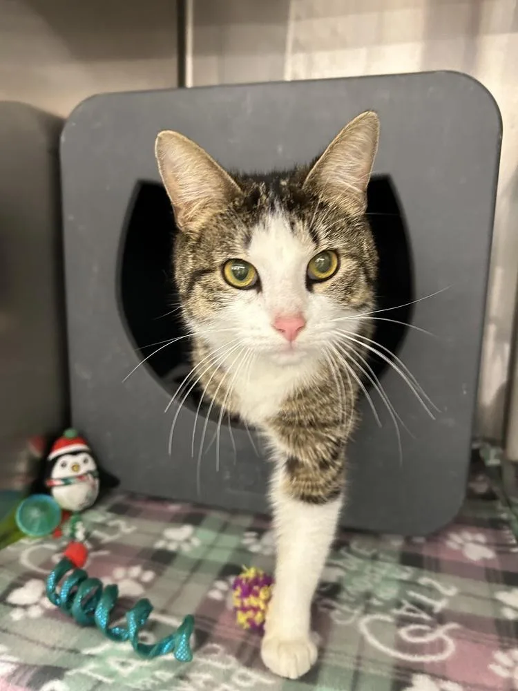 An adult medium-sized female Domestic Short Hair cat named Rosehip Of for adoption in Anoka, MN