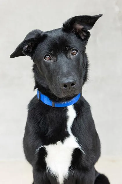 A young medium-sized female Mixed Breed dog named Odessa for adoption in Longmont, CO