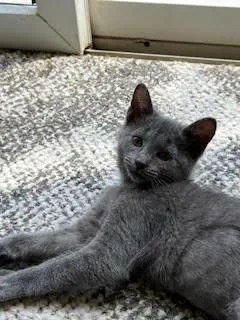 A baby medium-sized female Gray / Blue / Silver Domestic Short Hair cat named JadeKDC for adoption in Greenville, DE