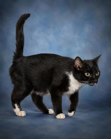 An adult small-sized female Domestic Short Hair cat named Callie for adoption in Taylorsville, NC