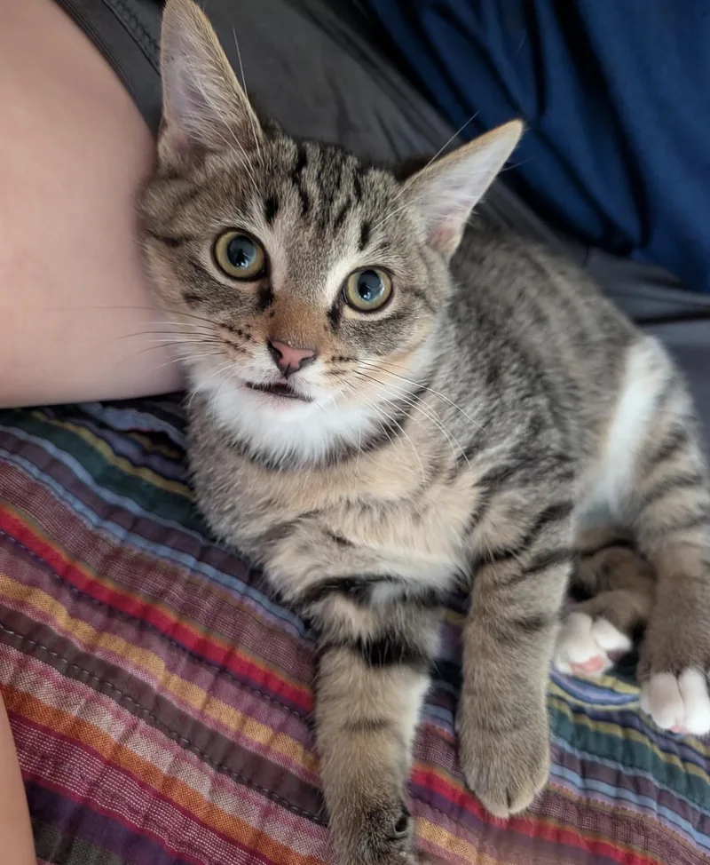 A baby medium-sized male Tabby (Brown / Chocolate) Domestic Short Hair cat named Bean for adoption in Maineville, OH