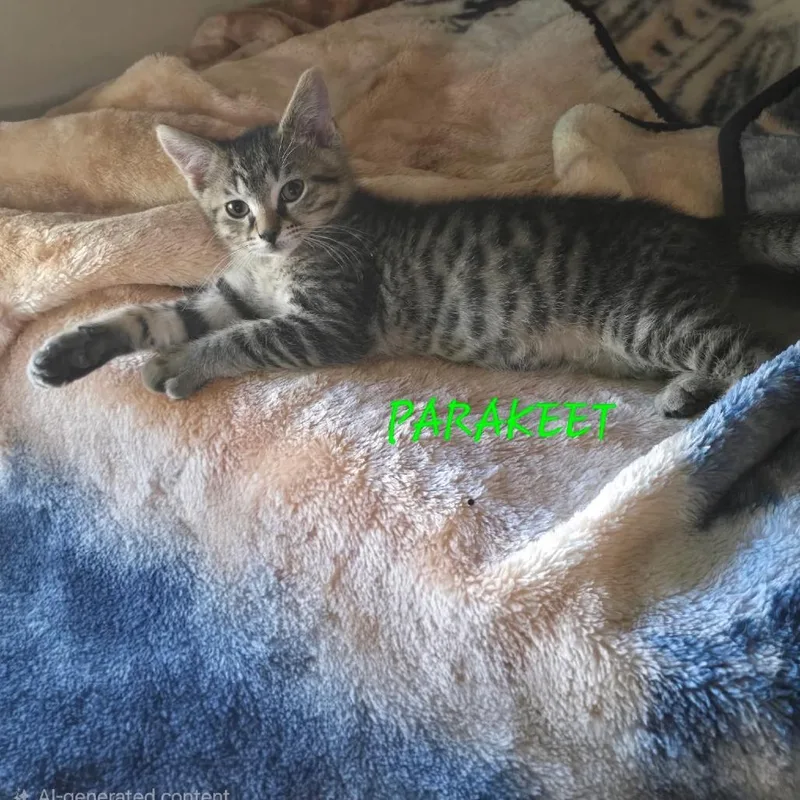 A baby small-sized male Brown / Chocolate Domestic Short Hair cat named Parakeet for adoption in Parkersburg, WV