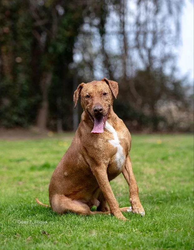 Jasper  Cchs thumbnail 3