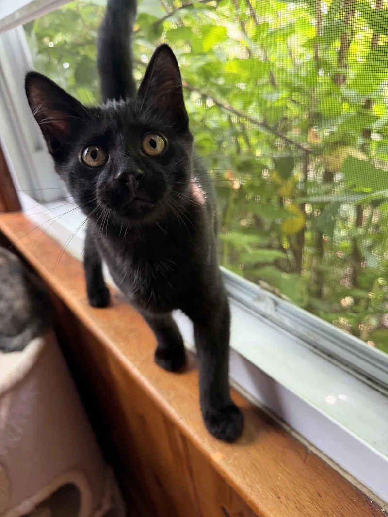 A baby medium-sized male Black Domestic Short Hair cat named Gary for adoption in Rochester, NY