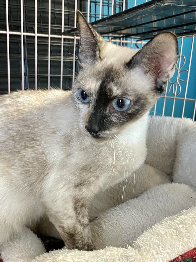 An adult medium-sized female Seal Point Siamese cat named Gnocchi for adoption in Plano, TX