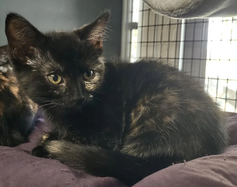 A baby medium-sized female Domestic Short Hair cat named Bonita for adoption in Albemarle, NC