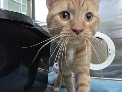 An adult medium-sized male Domestic Short Hair cat named Carrot for adoption in Westland, MI