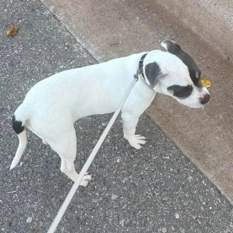 A baby medium-sized female White / Cream American Staffordshire Terrier dog named Elowen Jo for adoption in lawton, OK