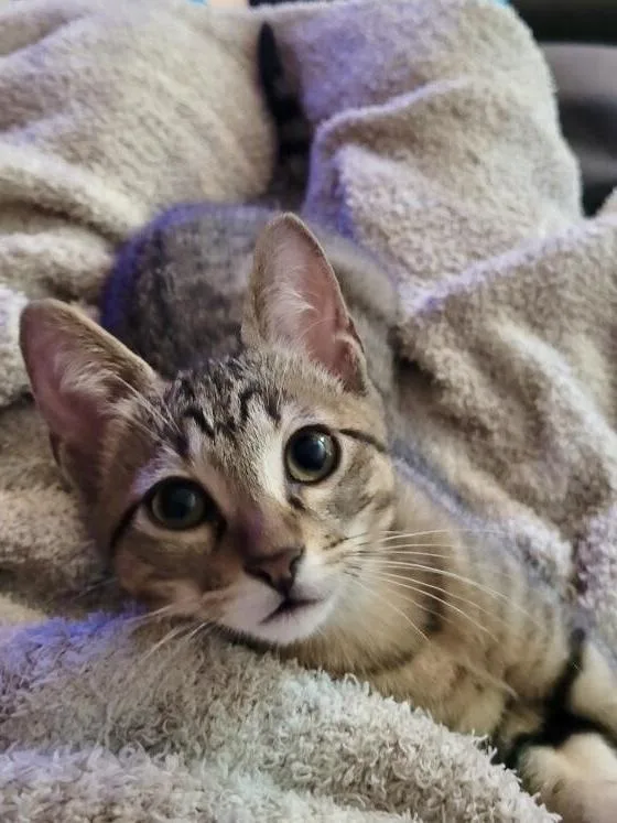 A baby small-sized male Domestic Short Hair cat named Maximus for adoption in Dallas, TX