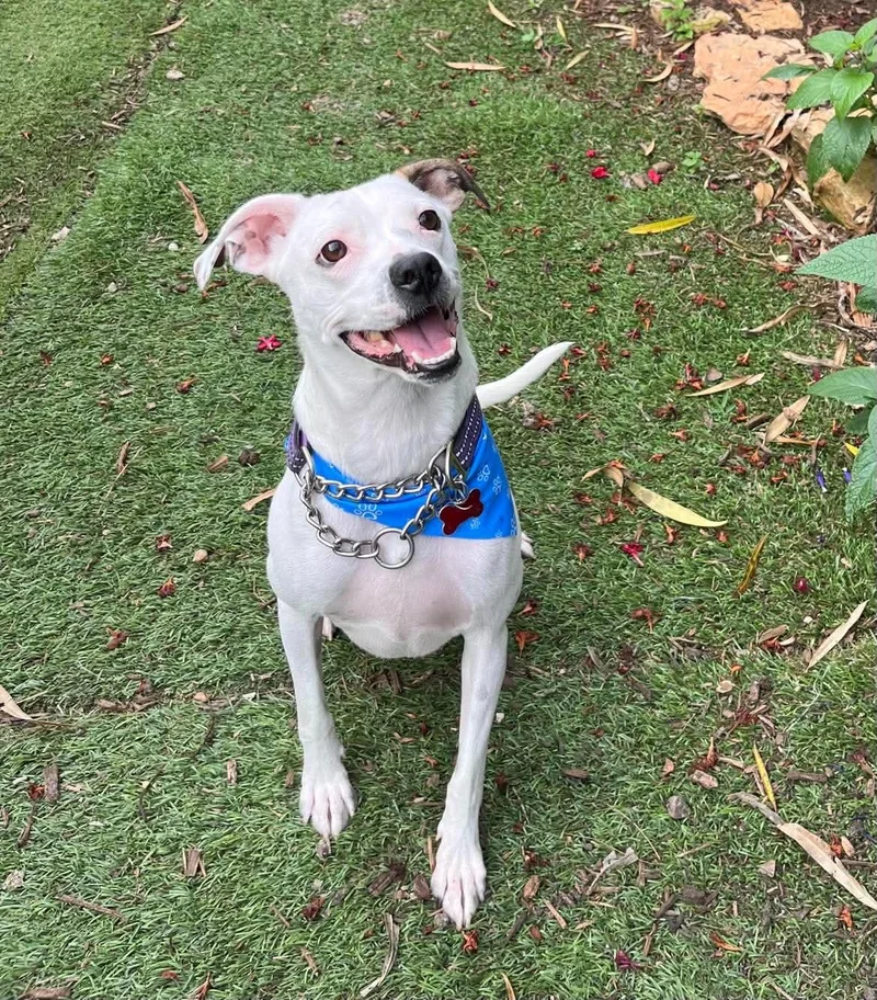 A young medium-sized male White / Cream Terrier dog named Alex Sweet and for adoption in Houston, TX
