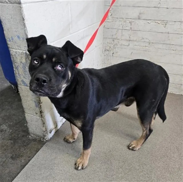A young large-sized male Rottweiler dog named Emmet for adoption in San Bernardino, CA