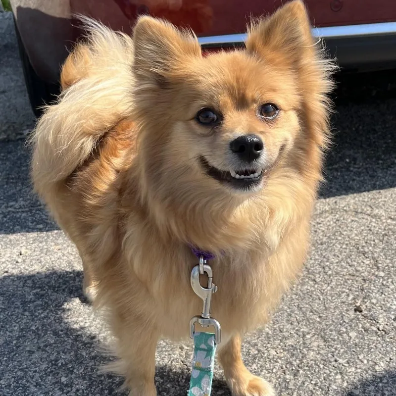 An adult small-sized female Yellow / Tan / Blond / Fawn Pomeranian dog named Canela for adoption in South Elgin, IL