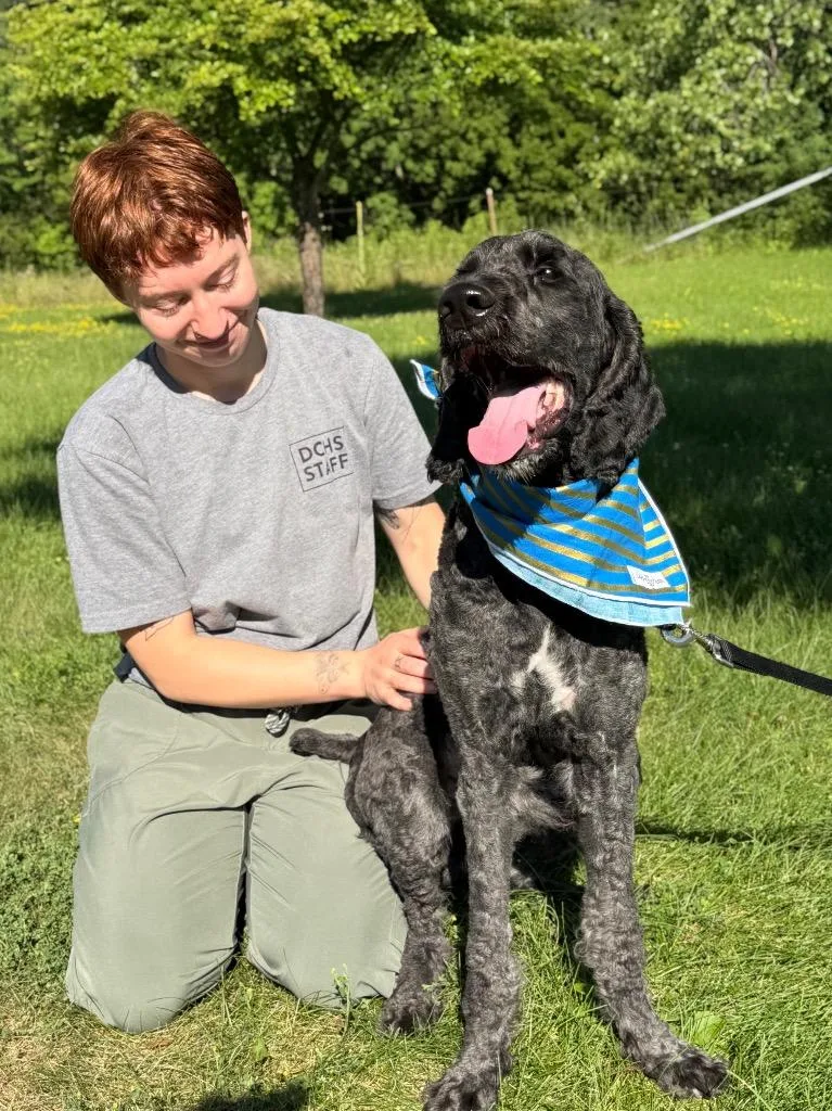 An adult medium-sized male Mixed Breed dog named Roman Candle for adoption in Menomonie, WI
