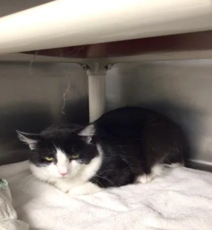 An adult medium-sized male Domestic Long Hair cat named Blinky for adoption in Elmira, NY