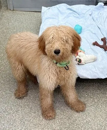 A young medium-sized female Standard Poodle dog named Katoure for adoption in Washington, DC