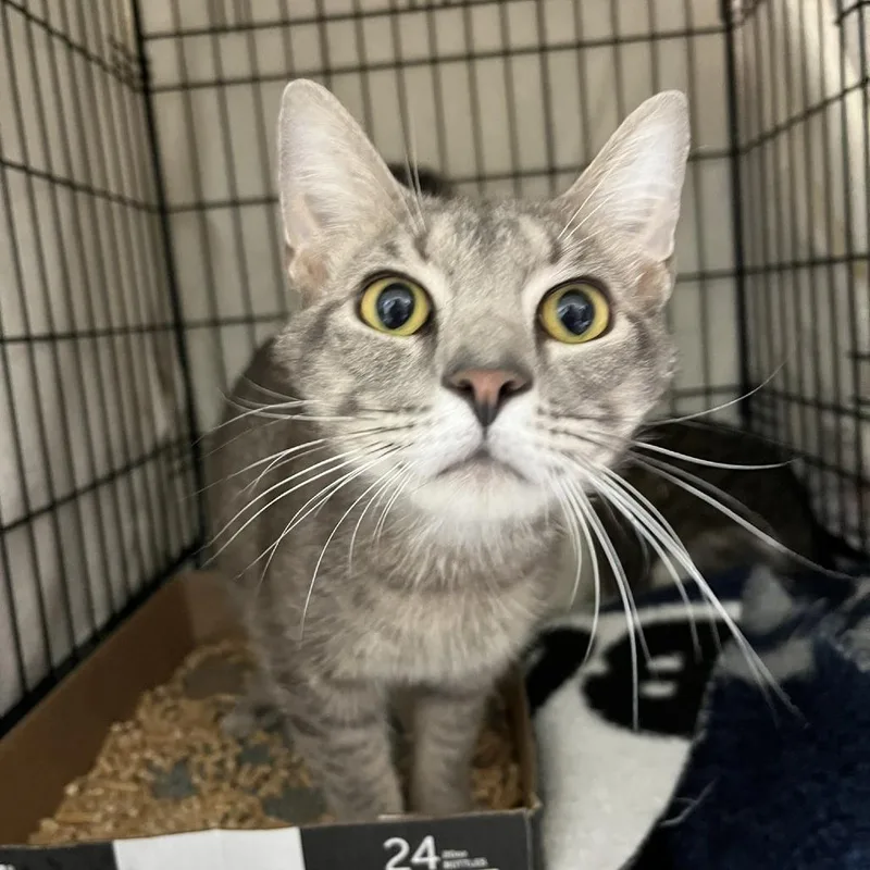 An adult medium-sized male Gray / Blue / Silver Domestic Short Hair cat named Concierge for adoption in Lyndhurst, VA