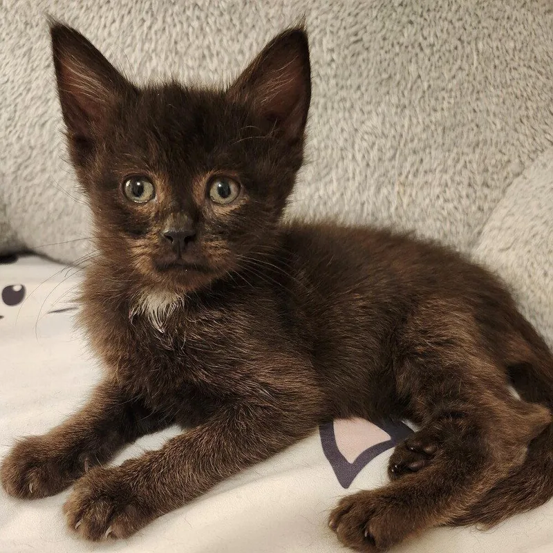 A baby medium-sized male Black & White / Tuxedo Domestic Short Hair cat named Radish for adoption in Candler, NC