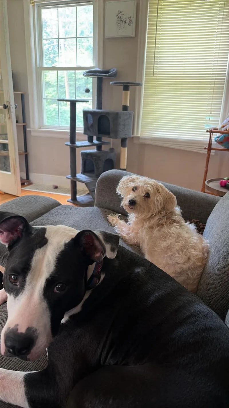 A senior small-sized female Mixed Breed dog named Ella for adoption in Rochester , NY