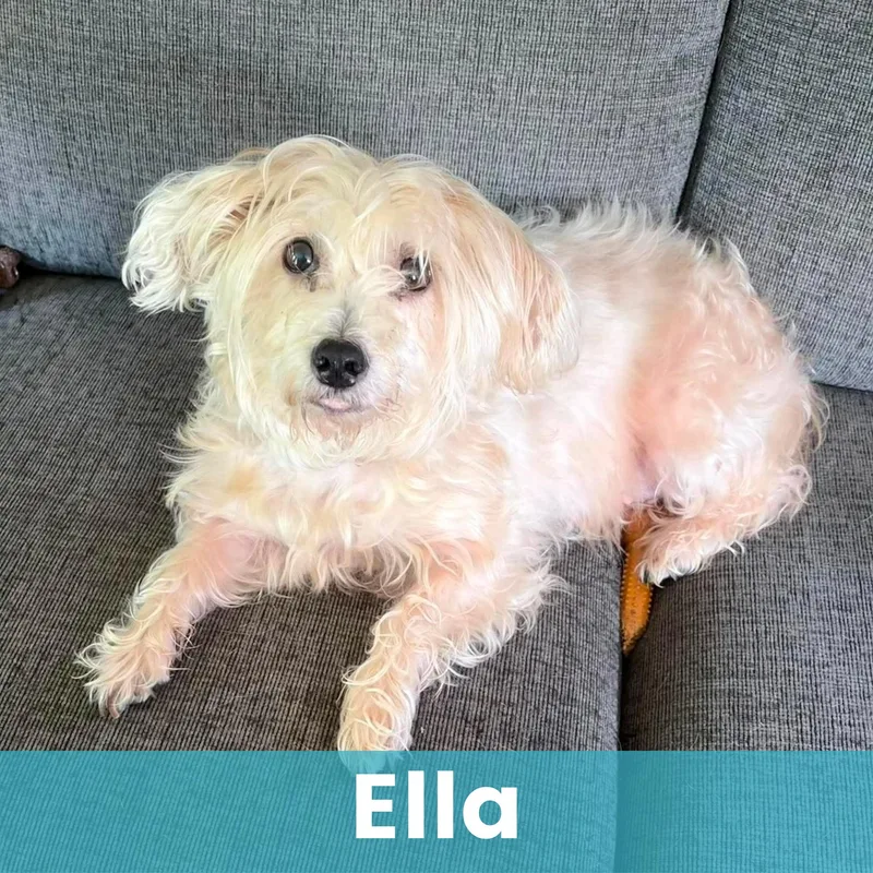 Ella thumbnail 2