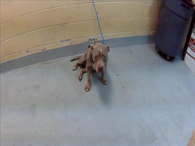 An adult medium-sized female Pit Bull Terrier dog named Bliss for adoption in Tulsa, OK