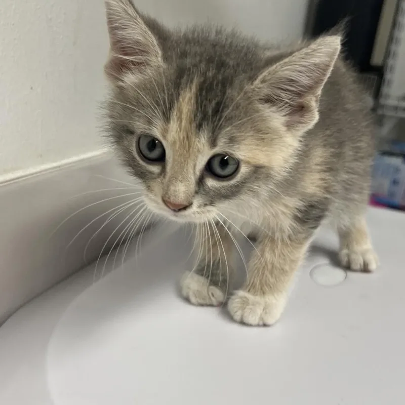 A baby small-sized female Calico Domestic Short Hair cat named Doza Dosa for adoption in St. Louis, MO