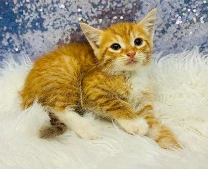 A young medium-sized male Orange & White Domestic Short Hair cat named Staghorn for adoption in Clarkesville, GA