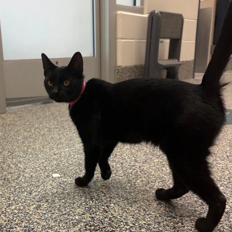 A young medium-sized female Black Domestic Short Hair cat named Luna Lady for adoption in Fairport, NY