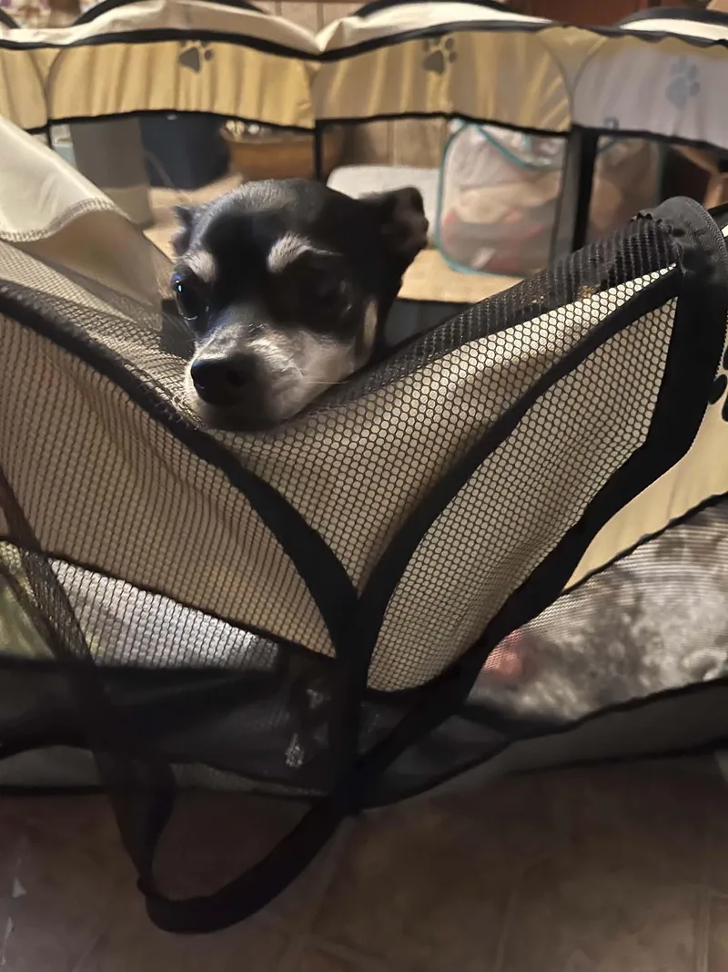 A young small-sized female Black Chihuahua dog named Pebbles for adoption in Paramus, NJ