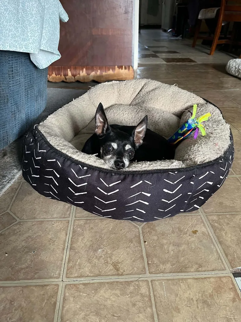 Pebbles thumbnail 5