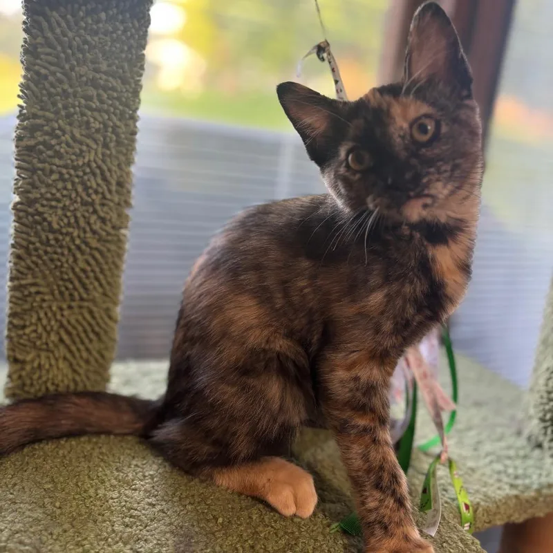 A baby small-sized female Black Domestic Short Hair cat named Toffee for adoption in Marshalltown, IA