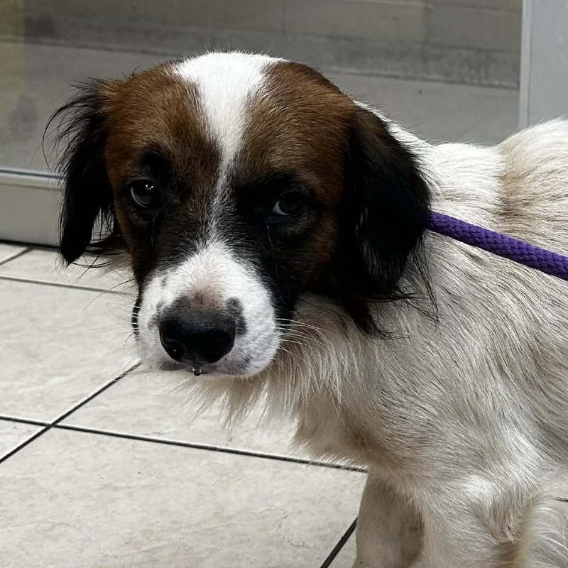 An adult medium-sized male White / Cream Spaniel dog named Willie Nelson for adoption in Birmingham, AL