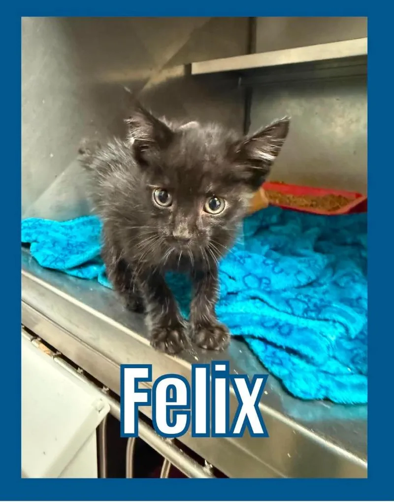 A baby small-sized male Domestic Short Hair cat named Felix for adoption in Bossier City, LA