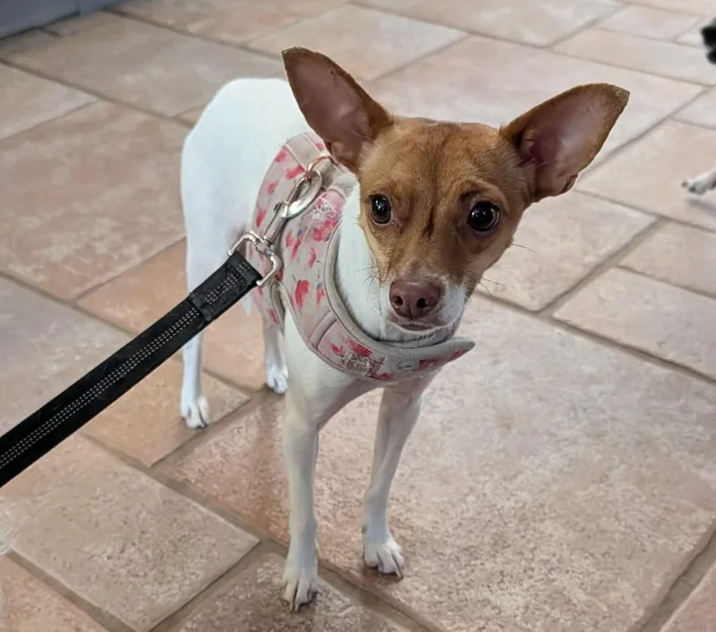 A young small-sized female White / Cream Chihuahua dog named Lucy for adoption in Albuquerque, NM