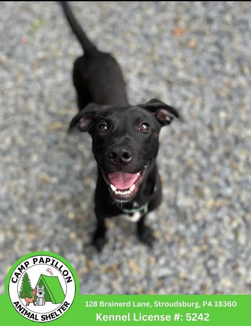 A young medium-sized male Pit Bull Terrier dog named Treble for adoption in Stroudsburg, PA