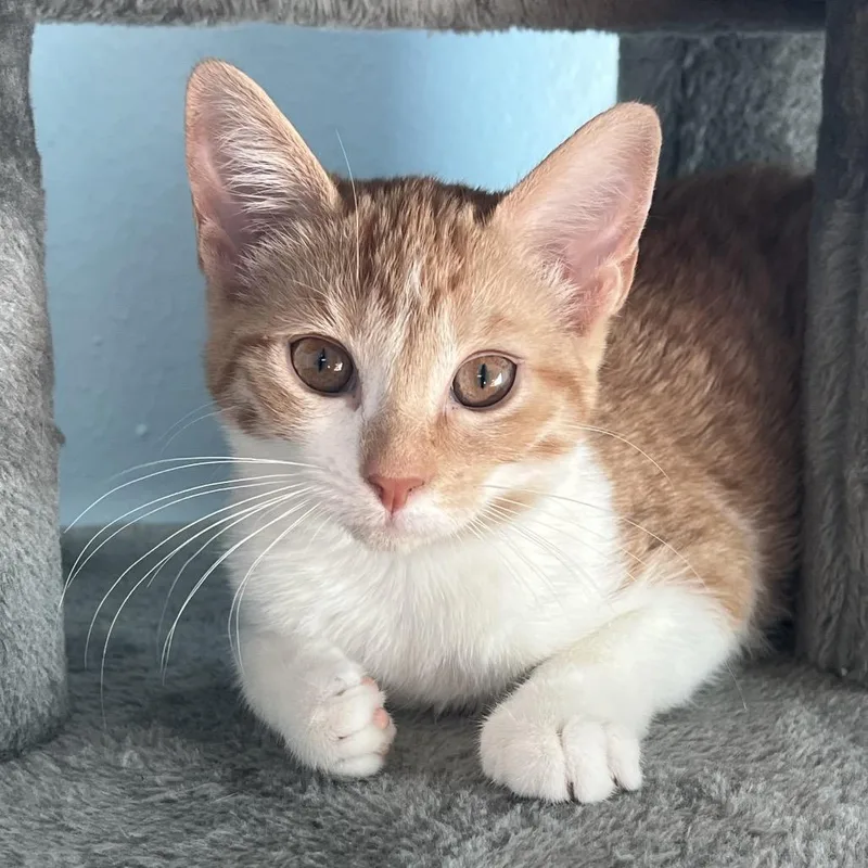 A baby small-sized female Orange / Red Domestic Short Hair cat named Pipple for adoption in Santa Fe, TX