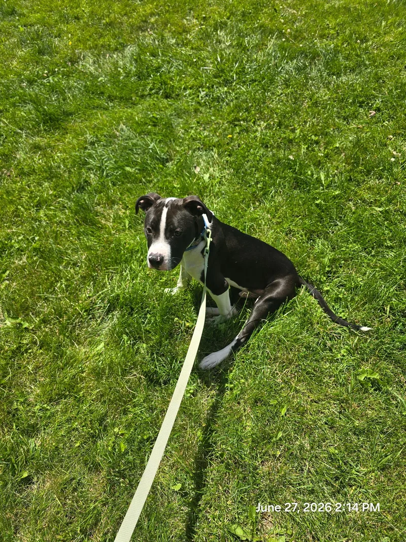A young medium-sized male Pit Bull Terrier dog named Cupid Church for adoption in St. Clair Shores, MI