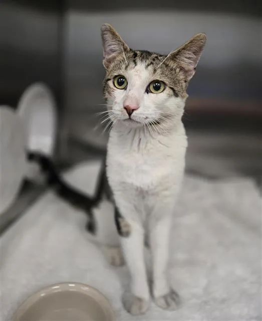 A young medium-sized male Domestic Short Hair cat named Emmett for adoption in Dallas, TX