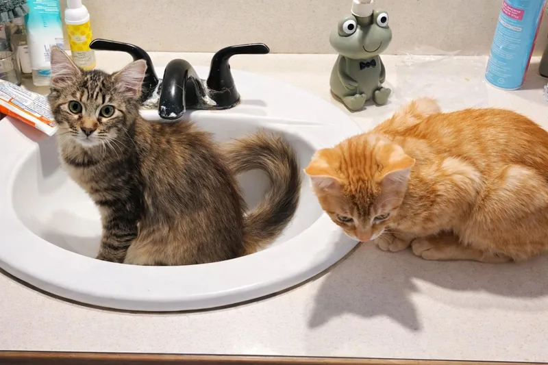 Bonded Pair Adeline thumbnail 2