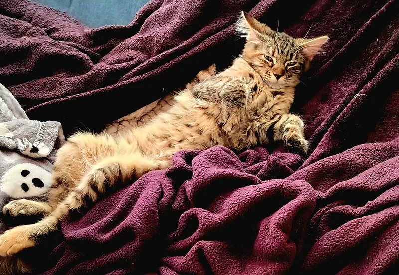 Bonded Pair Adeline thumbnail 4