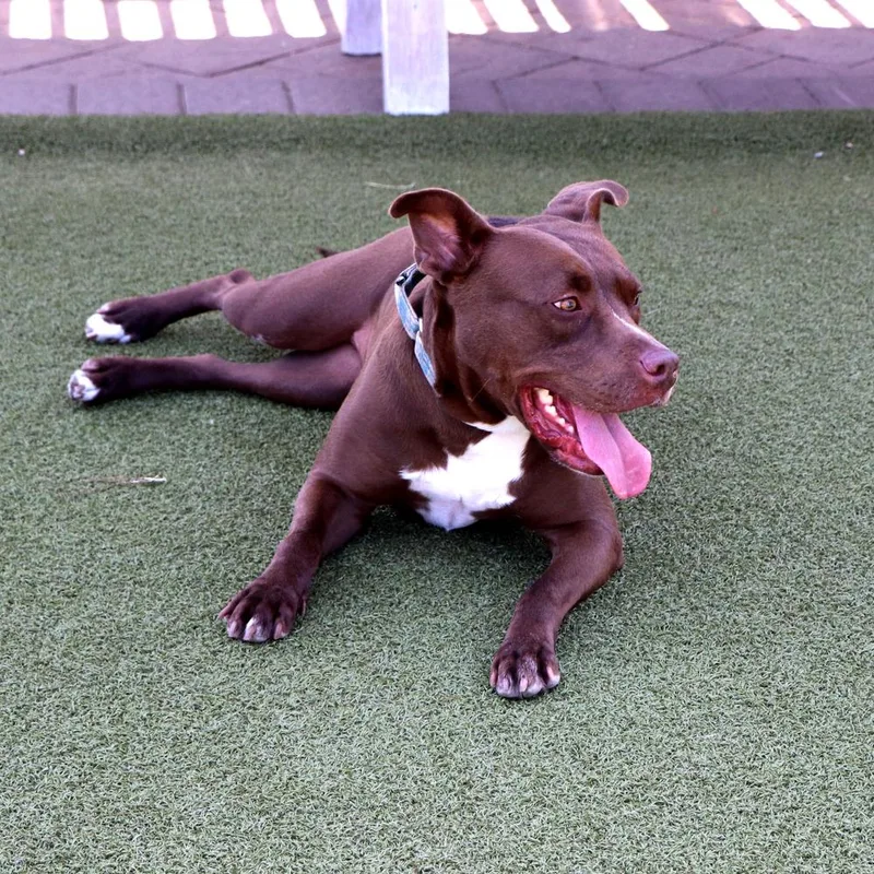 A senior large-sized female Mixed Breed dog named Alice for adoption in Port Washington, NY
