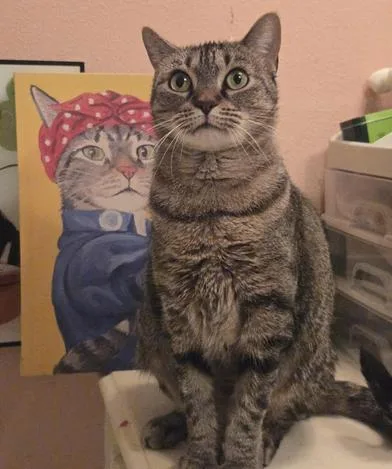 An adult medium-sized female Tabby (Brown / Chocolate) Tabby cat named Tiki for adoption in Liverpool, TX