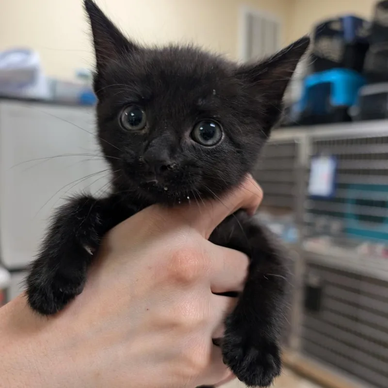 A baby small-sized female Black Domestic Short Hair cat named Everything for adoption in Titusville, FL