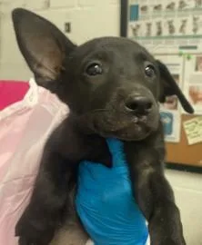 A baby medium-sized female Mixed Breed dog named Soybean for adoption in West Chester, PA