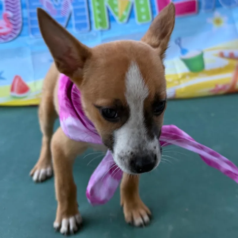 A baby small-sized female Black Boxer dog named Penny Jane for adoption in Aledo, TX