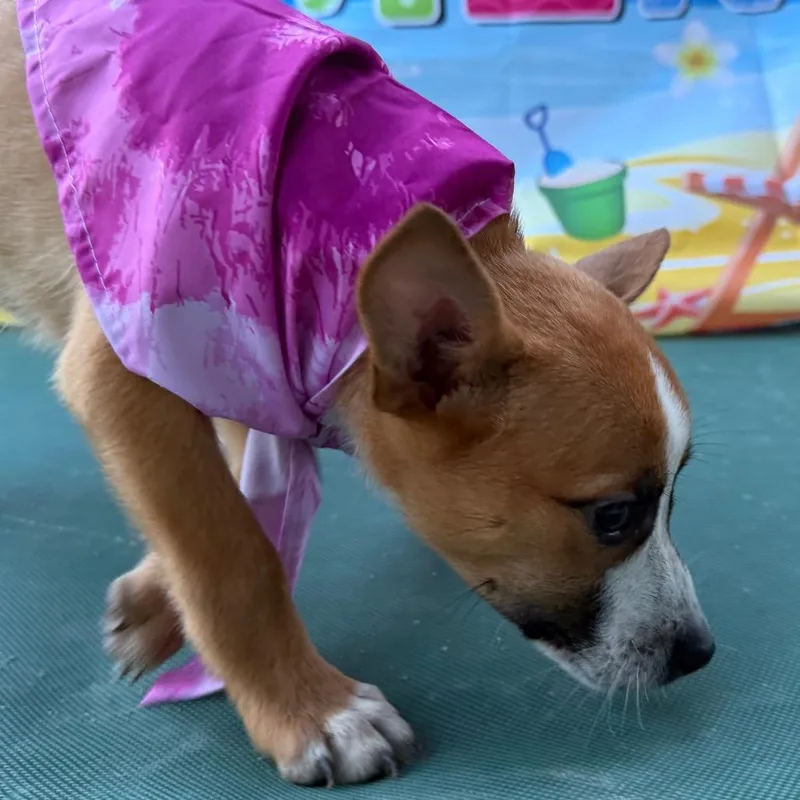 Penny Jane thumbnail 3