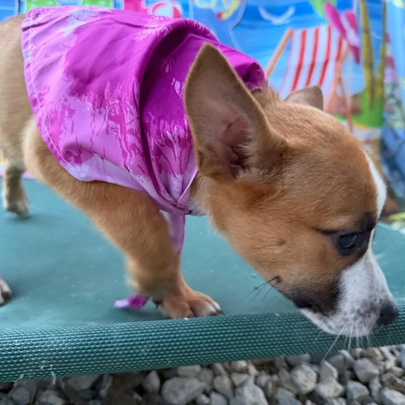 Penny Jane thumbnail 6