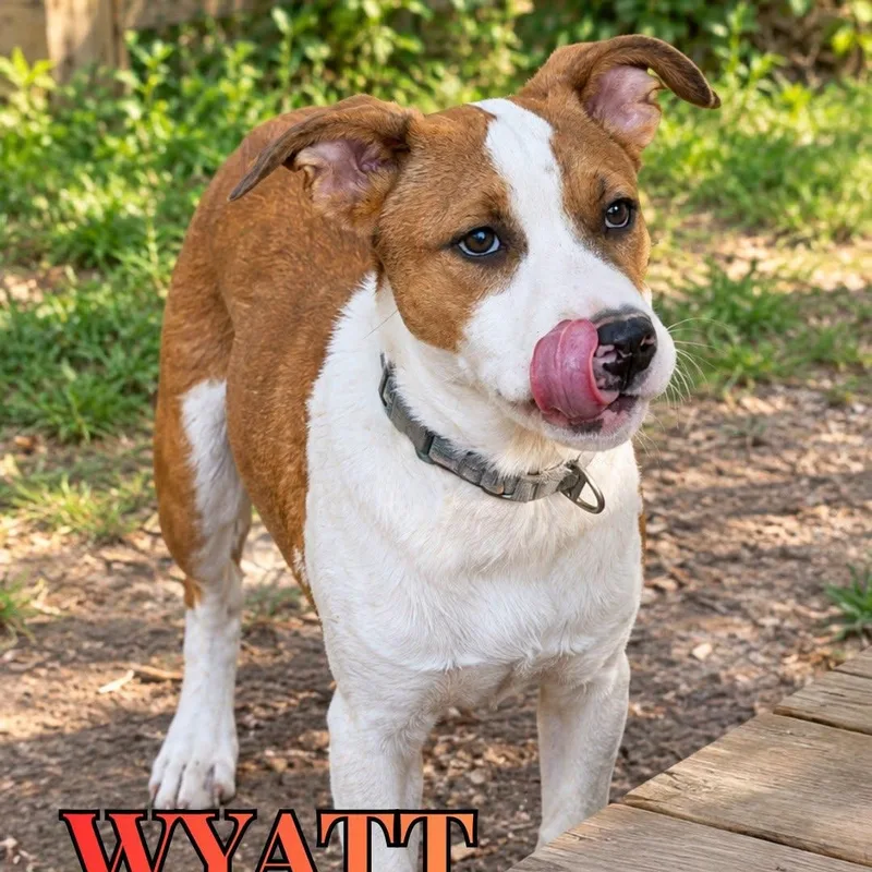 A young medium-sized male Mixed Breed dog named Wyatt for adoption in Nantucket, MA